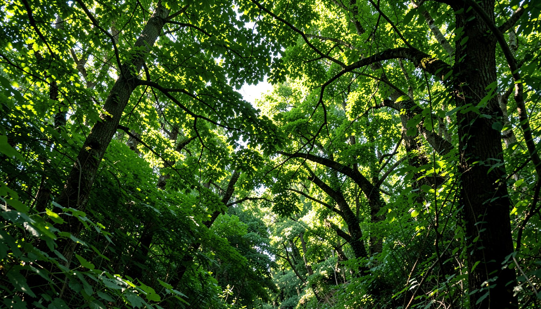 Sunlit green forest canopy with dappled light filtering through layers of leaves, conveying a calm and natural atmosphere