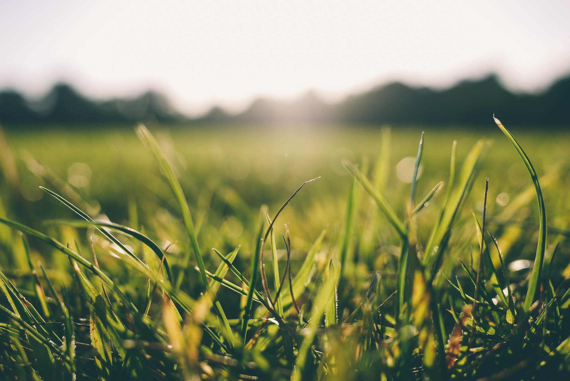 A wide landscape view of green grass blades in soft sunlight with trees in the distance, conveying a fresh environmental mood